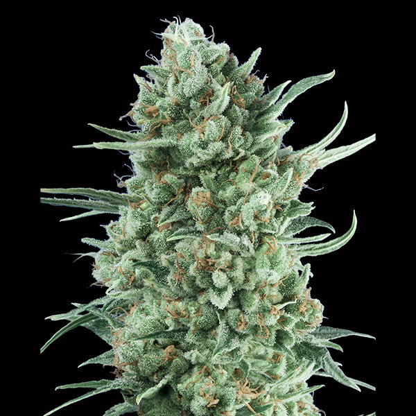 Auto Bubble Gum XXL 3 fem. seeds 00 Seeds