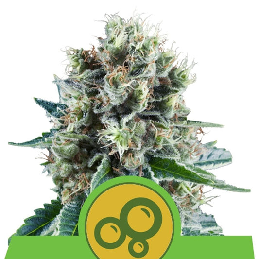 Auto Bubble Kush 5 u. fem. Royal Queen