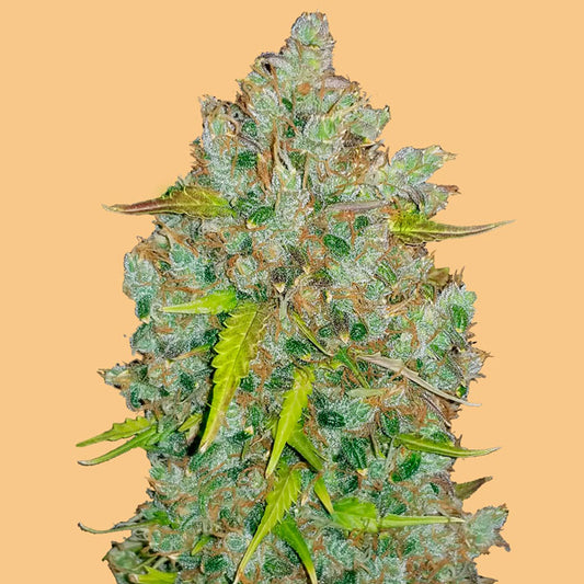 Auto Bubblegum  3 u. fem. FastBuds Seeds