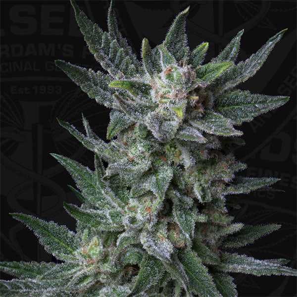 Auto Bubblegum 5 u. fem. T.H. Seeds