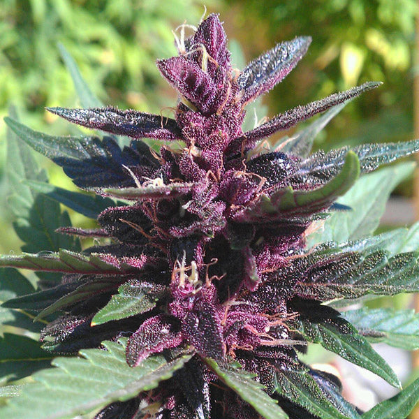 Auto Buddha Purple Kush 3 pc. fem. Buddha Seeds