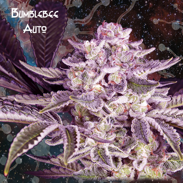 Auto Bumblebee 10 u. fem. Nemeseeds