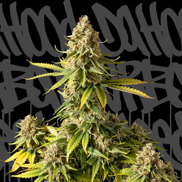 Auto Bus 13 - 3 pcs. fem. DaHood Urban Seeds
