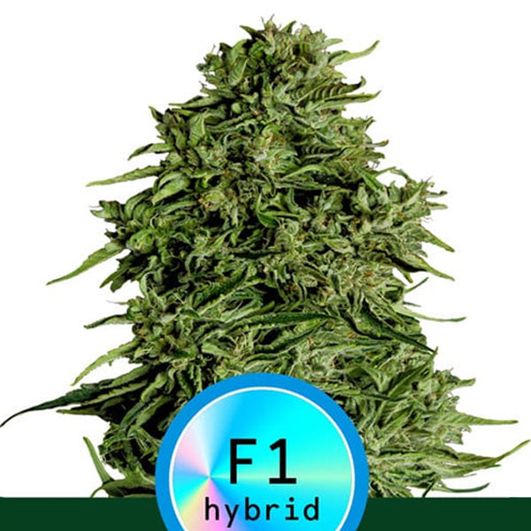 Auto CBD Cosmos F1 - 3 unità fem. Royal Queen