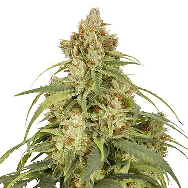 Auto CBD Victory 3 pcs. fem. Dutch Passion