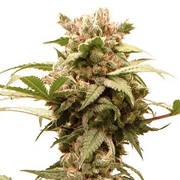 Auto CBG Force 3 seeds fem. Dutch Passion
