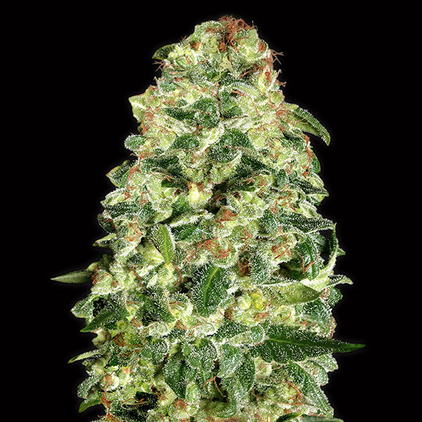 Auto California Kush 25 pcs. fem. 00 Seeds