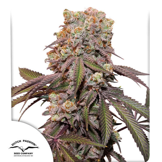 Auto Candy Bubatz XL   3 u. fem. Dutch Passion