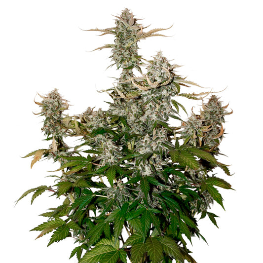 Auto Candy Dawg femm. 5 pz. Seedstockers
