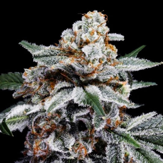 Auto Canelo 3 pz. fem. DNA Genetics