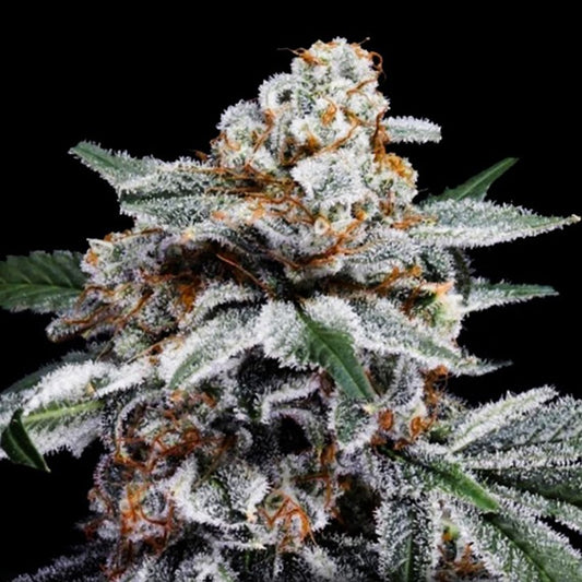 Auto Canelo 10 pz. fem. DNA Genetics