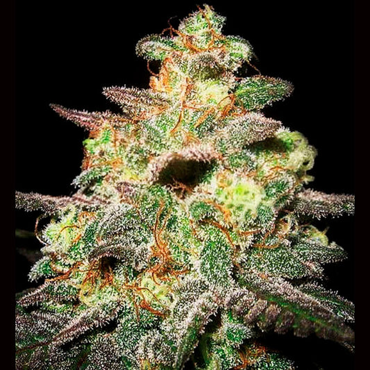 Auto Caramella 5 u. fem. Expert Seeds