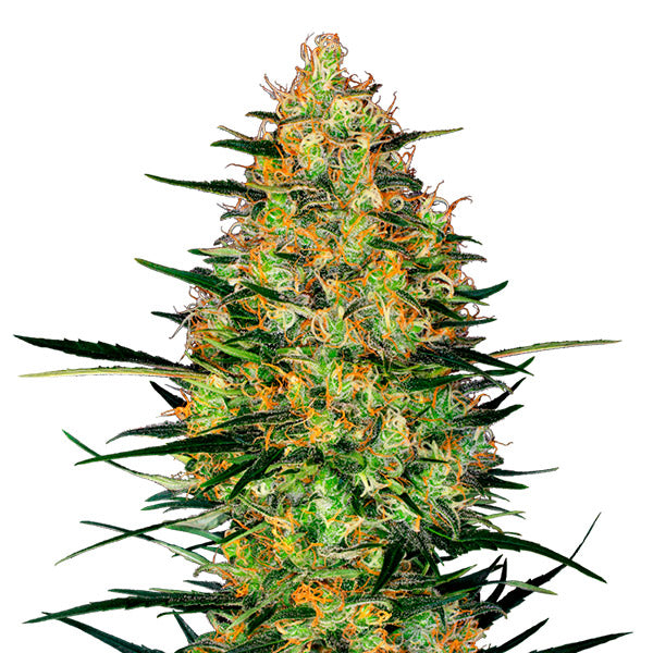 Auto Caramellow Kush  5 u. fem. Sensi Seeds Research