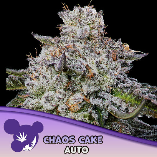 Auto Chaos Cake  3 u. fem Anesia