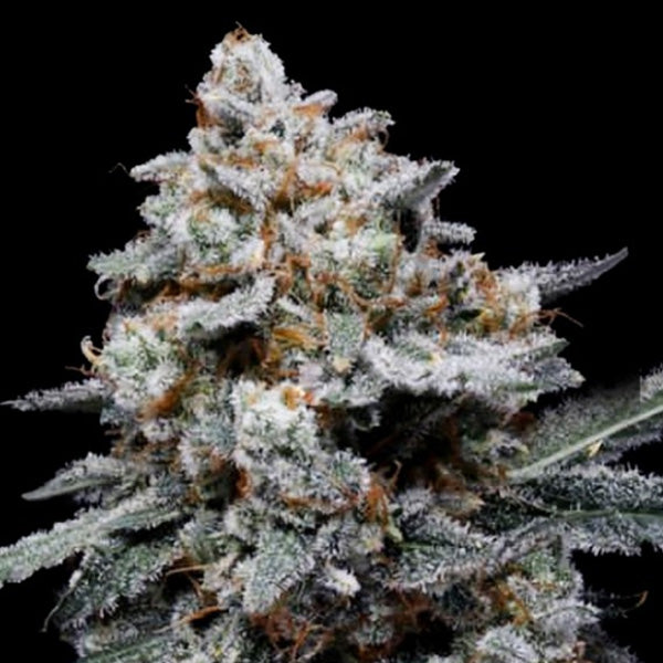 Auto CheMACal Romance 3 pz. fem. DNA Genetics