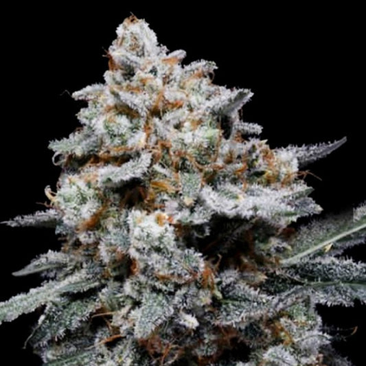 Auto CheMACal Romance 3 pz. fem. DNA Genetics