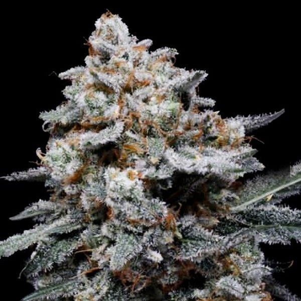 Auto CheMACal Romance 5 u. fem. DNA Genetics