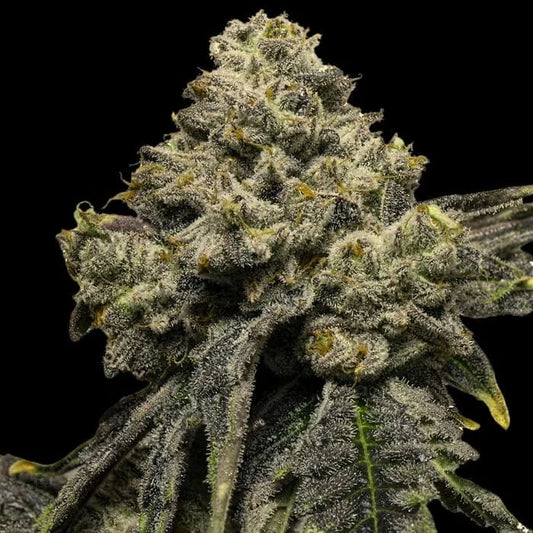 Auto Cheddar Plum 10 u. fem Empire Seeds