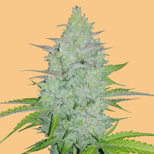 Auto Cheese 3 pcs. fem. FastBuds Seeds