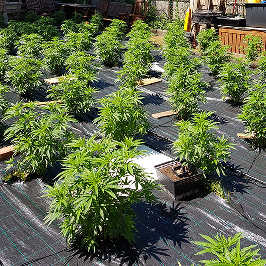 Auto Cheese  6+4 u. The Original Big Buddha Family Farms