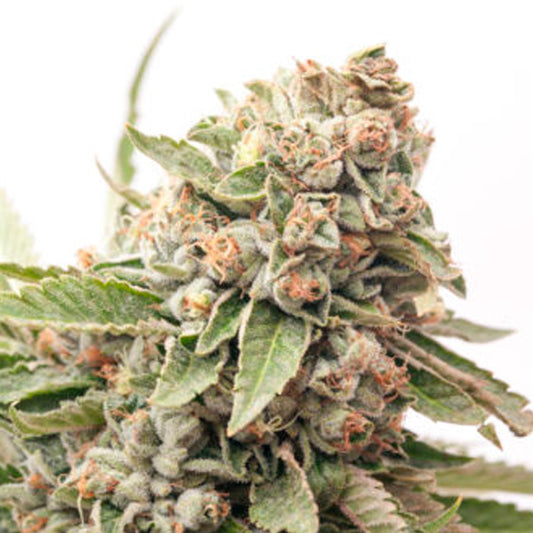 Auto Cheese 15 pc. fem. Expert Seeds