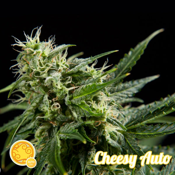 Auto Cheesy 3 o fem Philosopher