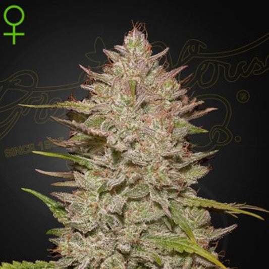 Auto Chemical Candy   3 u. fem. Green House