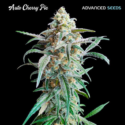 Auto Cherry Pie 1 pz. fem. Advanced Seeds