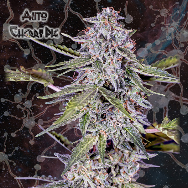 Auto Cherry Pie 3 unità fem. Nemeseeds