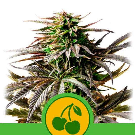 Auto Cherry Pie 10 u. fem. Royal Queen