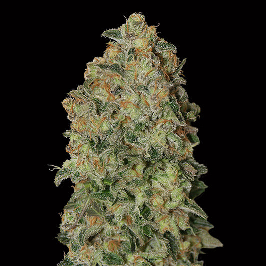 Auto Chocolate Skunk 100 u. fem. 00 Seeds