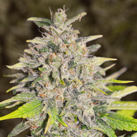 Auto Chocolope   5 pz High Speed Buds