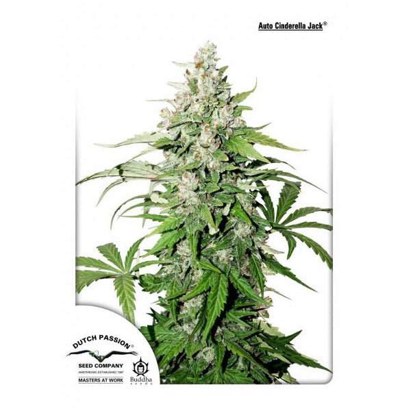 Auto Cinderella Jack 1 pc. fem. Dutch Passion