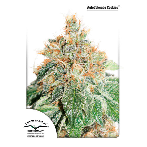 Auto Colorado Cookies 1 u. fem. Dutch Passion