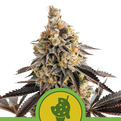 Auto Cookies Gelato 5 u. fem. Royal Queen