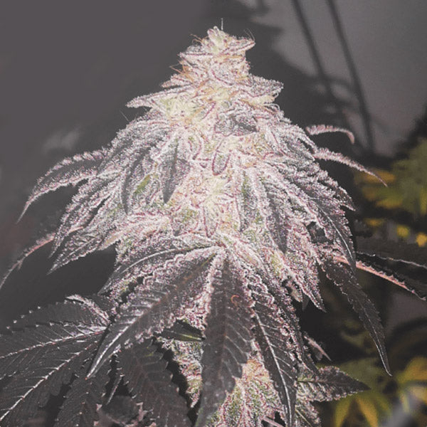 Auto Cookies Sherbet 5 pz Medical Seeds