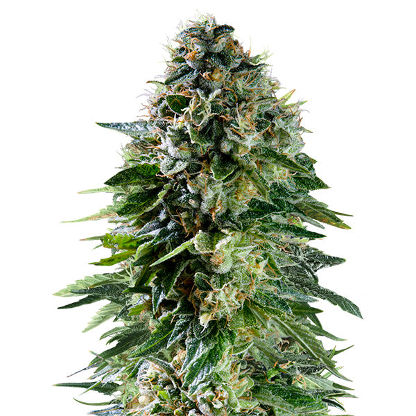 Auto Corkscrew   5 u. fem. Royal Queen x Tyson 2.0
