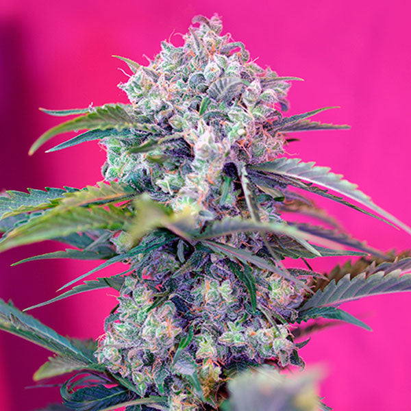 Auto Cream Mandarine 100 pz. fem. Bulk Professionale Sweet Seeds