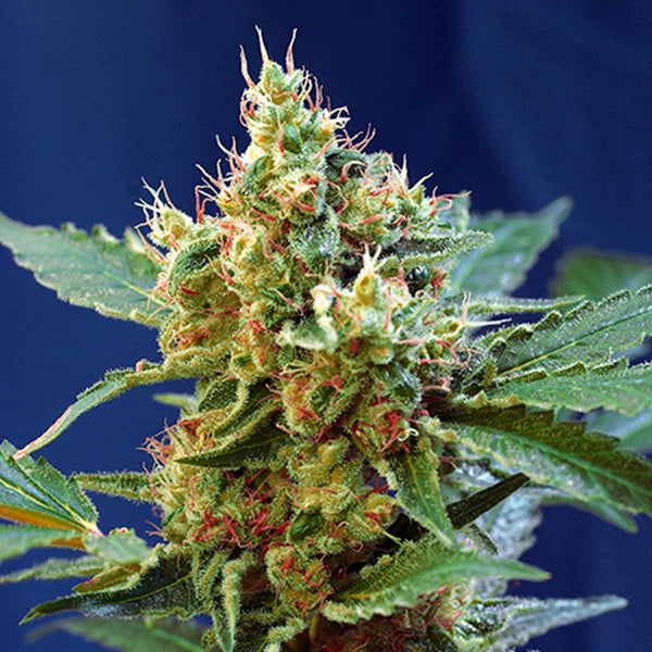 Auto Cream Mandarine XL  25 u. fem. Granel Profesionales Sweet Seeds