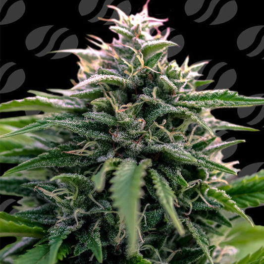 Auto CreamZilla  3 u. fem. Original Sensible