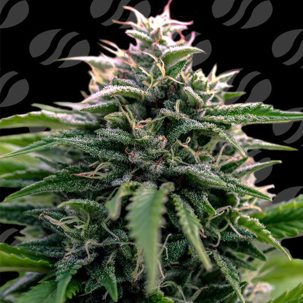 Auto CreamZilla 5 pz. fem. Original Sensible