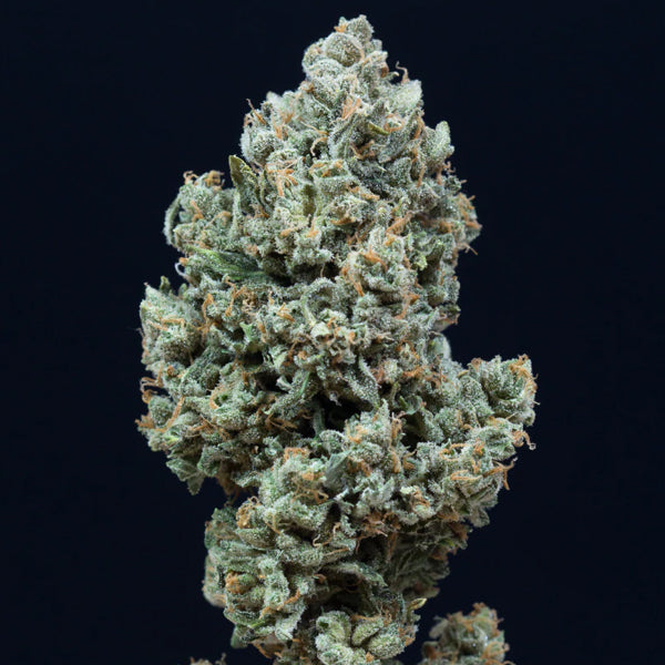 Auto Critical + 2.0 - 3 pc Silent Seeds