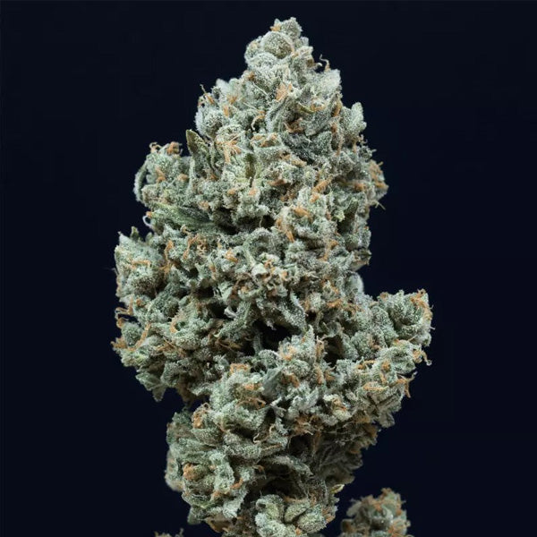 Auto Critical + 2.0 - 25 units Silent Seeds