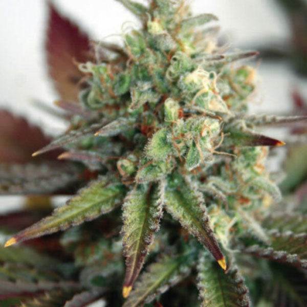 Auto Critical 2.0 XL 1 pc. fem. Garden of Green Seeds