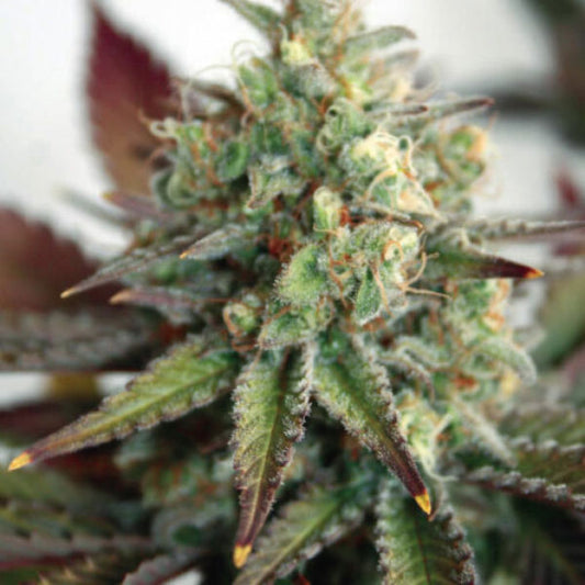 Auto Critical 2.0 XL 5 pc. fem. Garden of Green Seeds