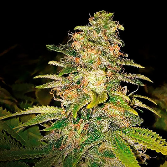 Auto Critical Blue 15 pcs. fem. Expert Seeds