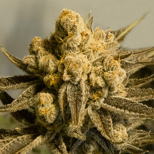 Auto Critical Glue #4 - 25 ud High Speed Buds