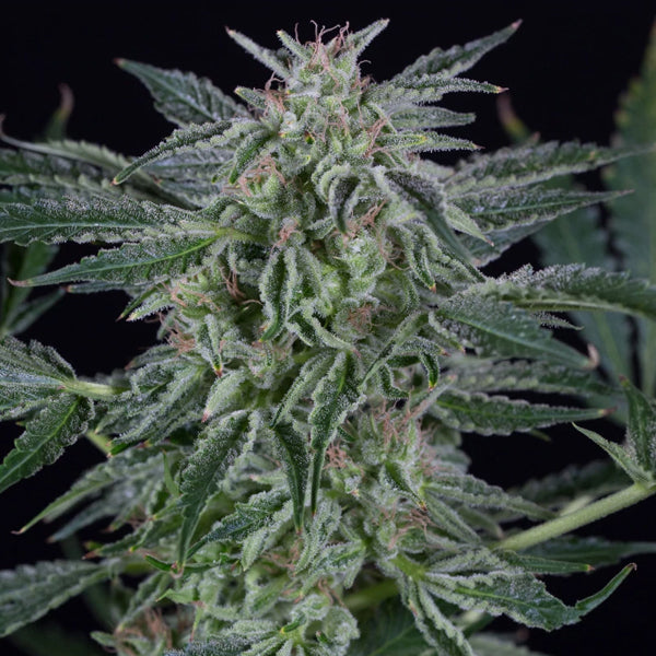 Auto Critical Jack 10 units Silent Seeds