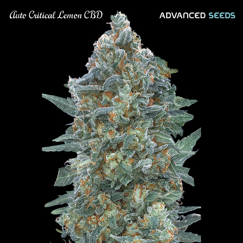 Auto Critical Lemon CBD   1 pz. fem. Advanced Seeds