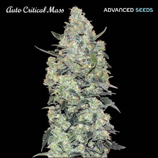 Auto Critical Mass   3 + 1 pz. fem. Advanced Seeds